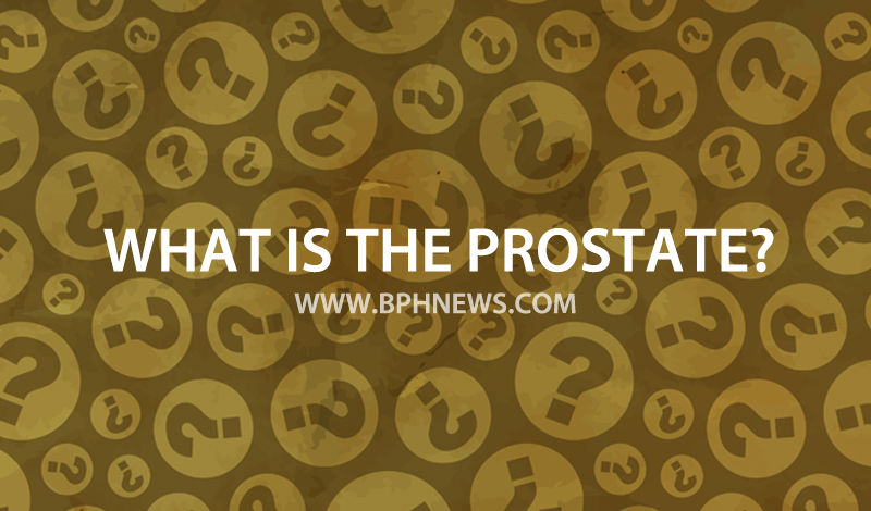 what is prostate