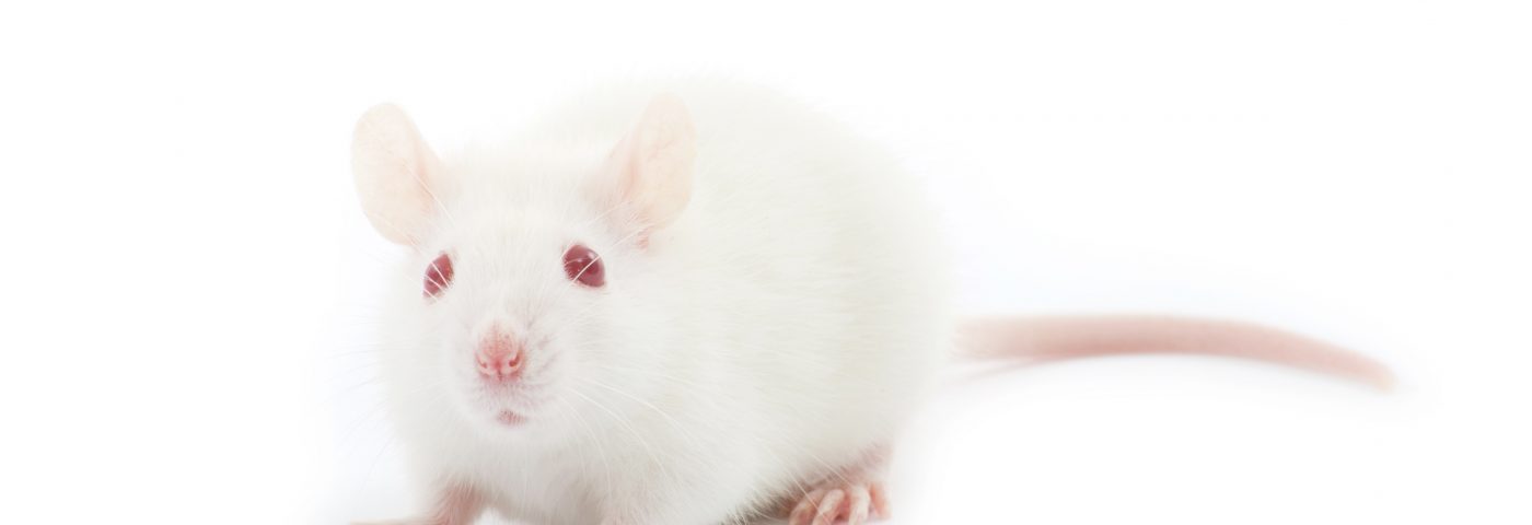 Natural Compound, Chrysophanic Acid, Seen to Ease BPH Symptoms in Rat Model