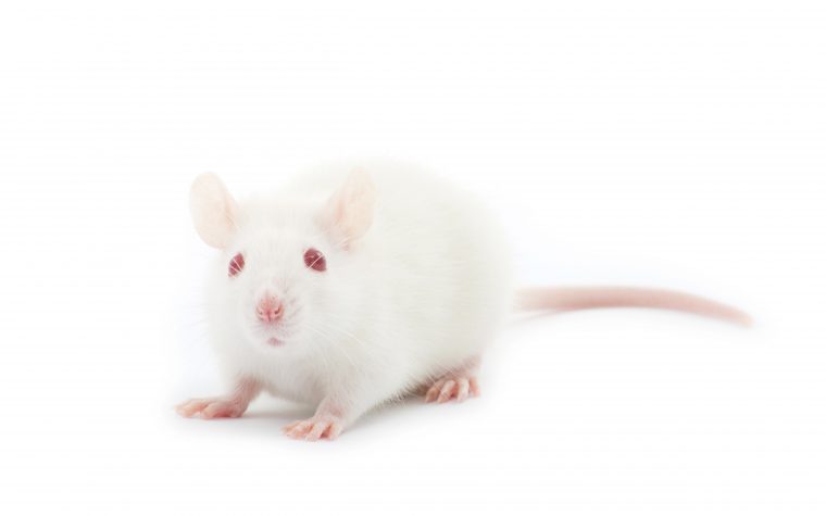 rat model of BPH